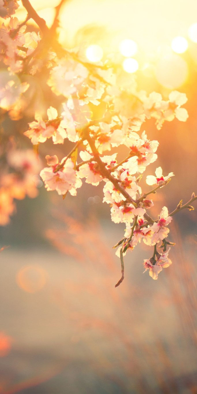 fleur de cerisier sous les rayons du soleil 